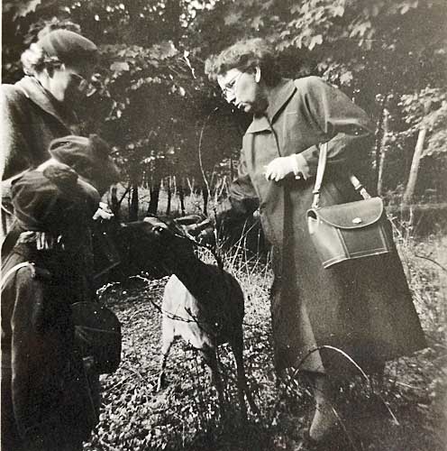 Dyrehaven i N&oslash;rreskoven, Vejle 1957