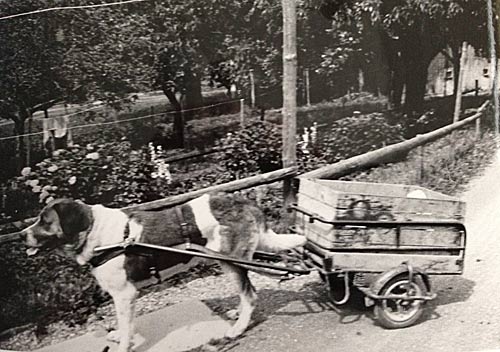 Den t&aring;lmodige Sankt-Bernhardshund Barry